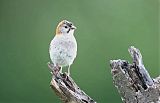 Speckle-fronted Weaver